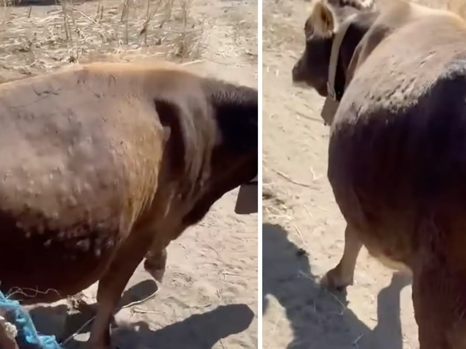 Dermatite bovina. Il video drammatico di una mucca sofferente in un'azienda di Orotelli
