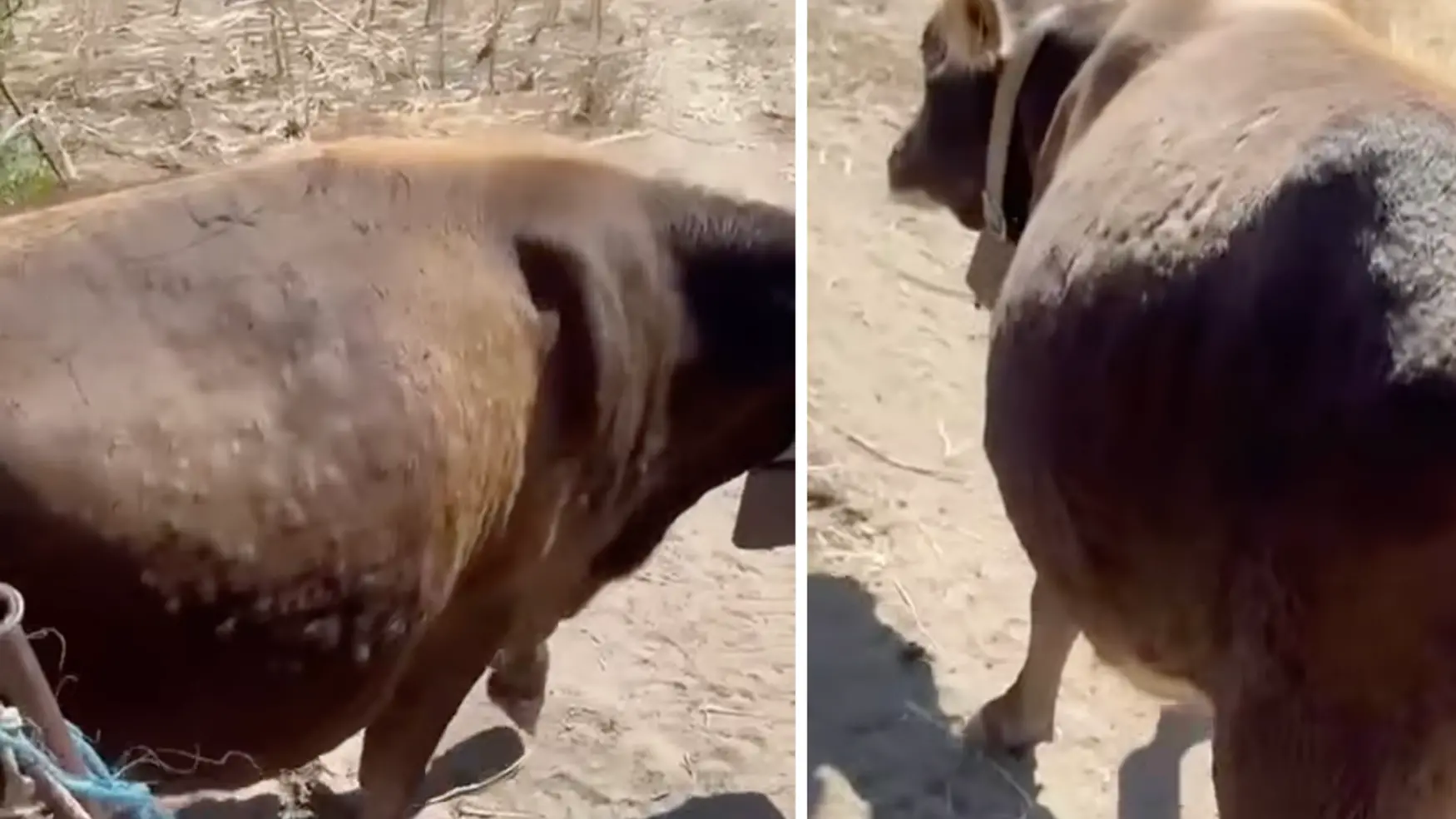 Dermatite bovine: gli effetti su una vacca a Orotelli