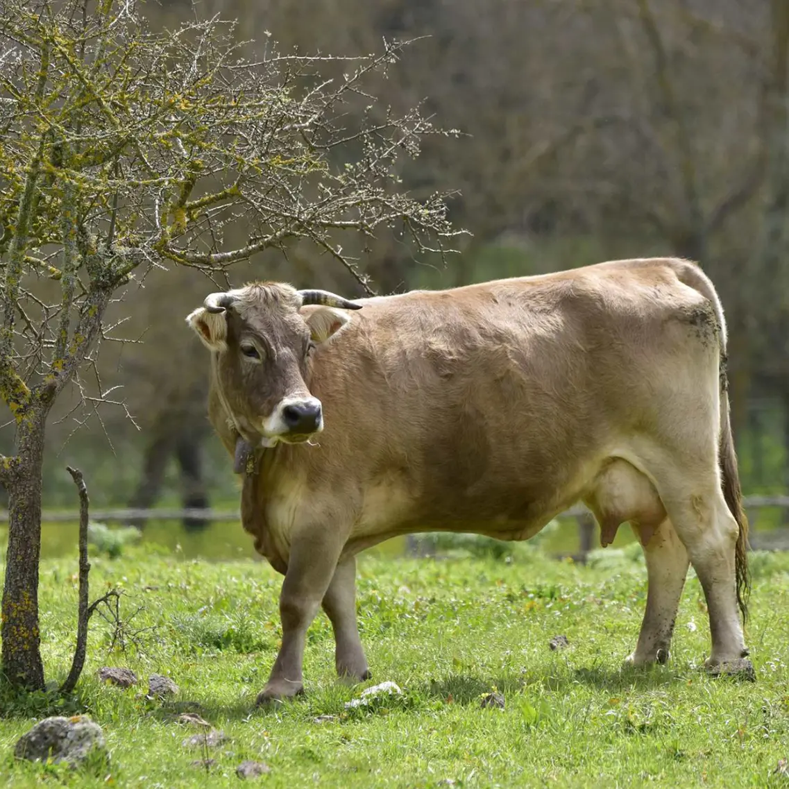 Dermatite bovina. Pugno duro del Tar: \"Abbattere subito anche gli animali sani\"