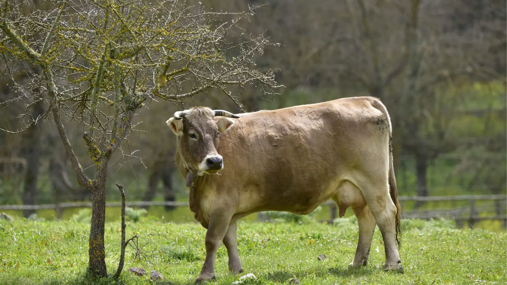 Dermatite bovina. Pugno duro del Tar: \"Abbattere subito anche gli animali sani\"