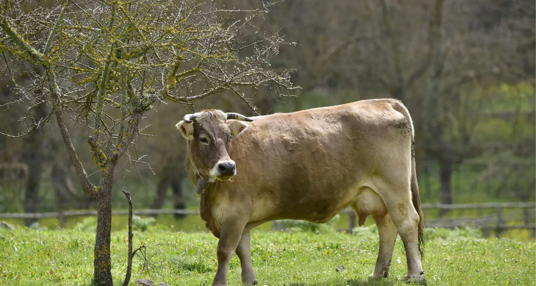 Dermatite bovina. Pugno duro del Tar: \"Abbattere subito anche gli animali sani\"