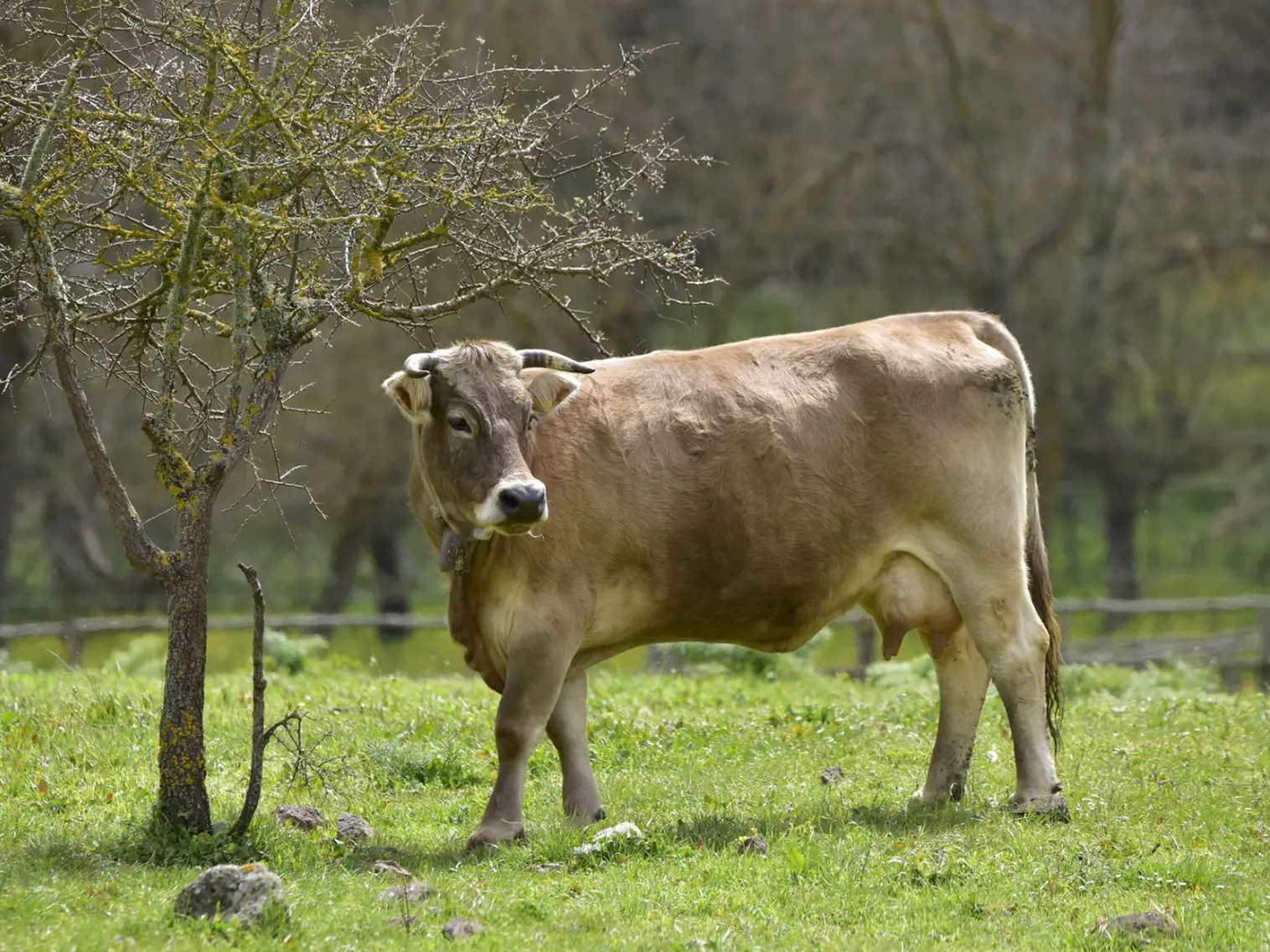 Dermatite bovina. Pugno duro del Tar: \"Abbattere subito anche gli animali sani\"