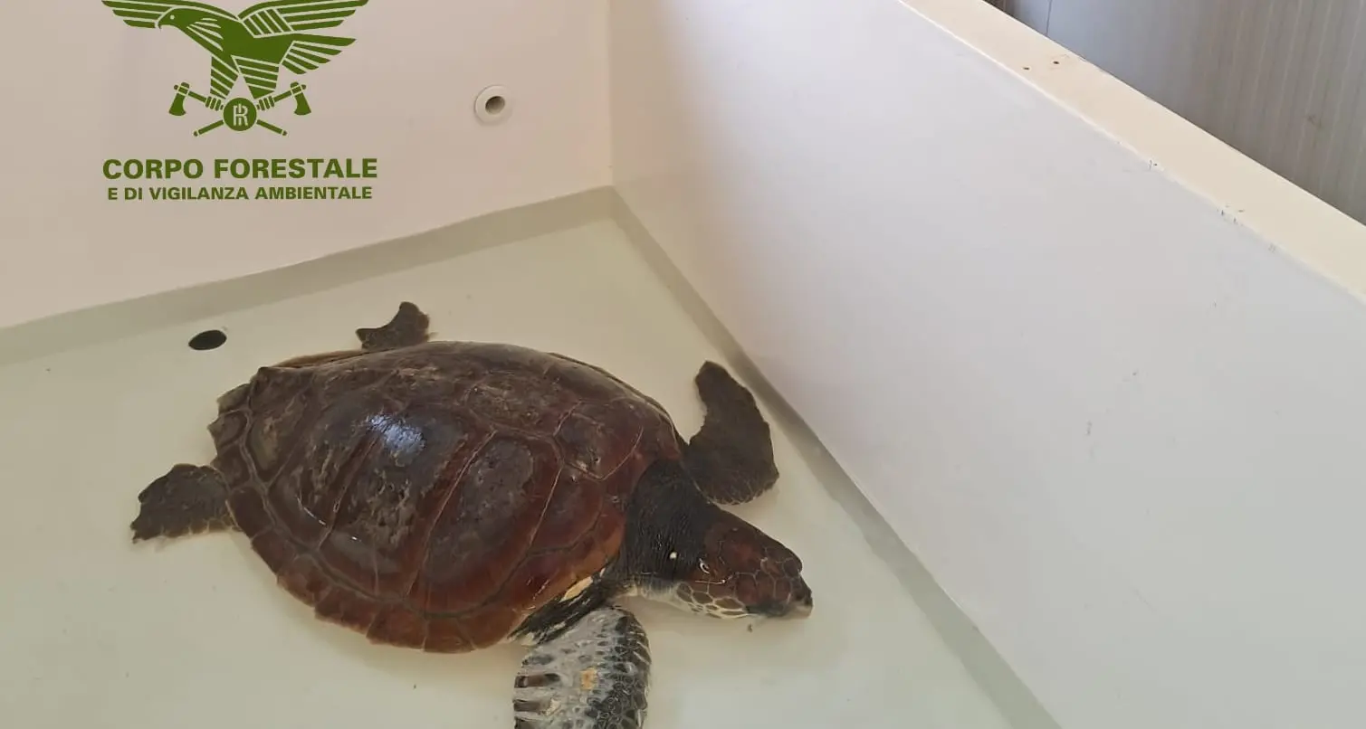 Tartarughe marine in difficoltà: numerosi interventi del Corpo forestale in Ogliastra