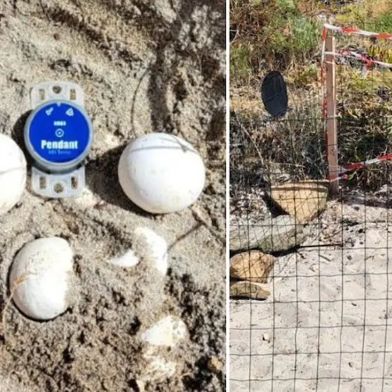 Un nido di tartaruga marina scoperto a Loiri Porto San Paolo