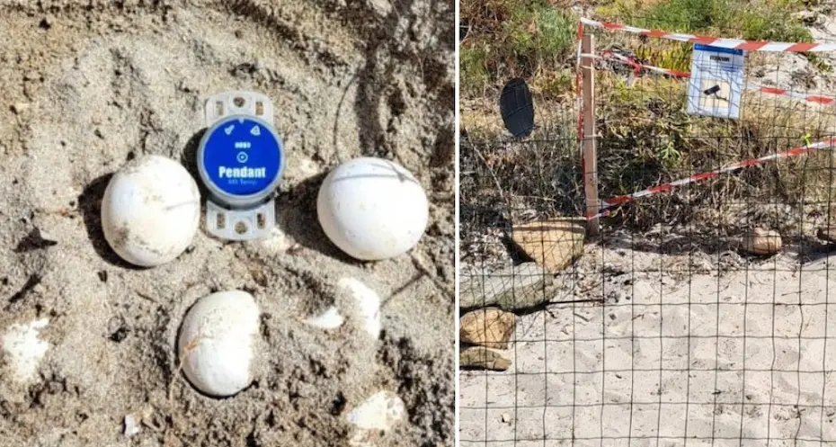 Un nido di tartaruga marina scoperto a Loiri Porto San Paolo