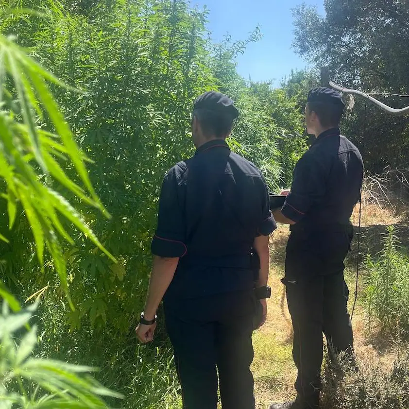 Maxi piantagione di marijuana in un ovile, due uomini arrestati a Samassi