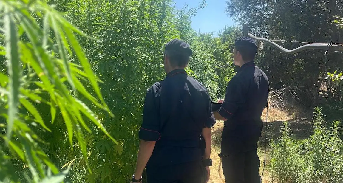 Maxi piantagione di marijuana in un ovile, due uomini arrestati a Samassi