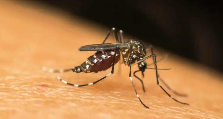 Due nuovi casi di West Nile a Oristano: salgono a undici i contagi nel 2025