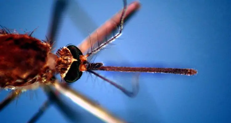Un altro caso di West Nile in Sardegna: ricoverata una donna di 77 anni