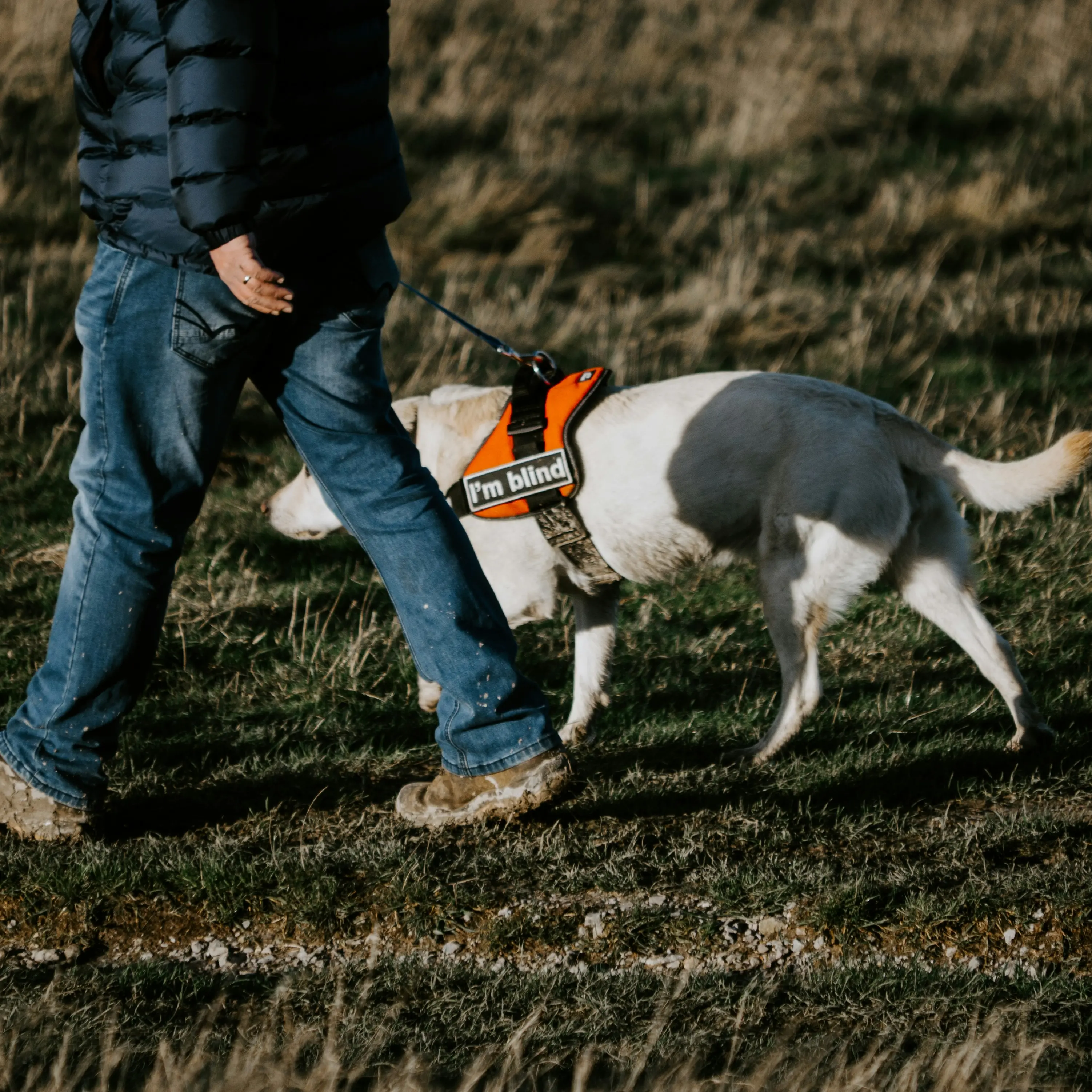 \"Niente cani sul mio taxi\", negata corsa a donna non vedente a Pescara