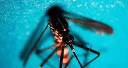 Virus West Nile, allerta a Oristano: due nuovi contagi e indagini in corso