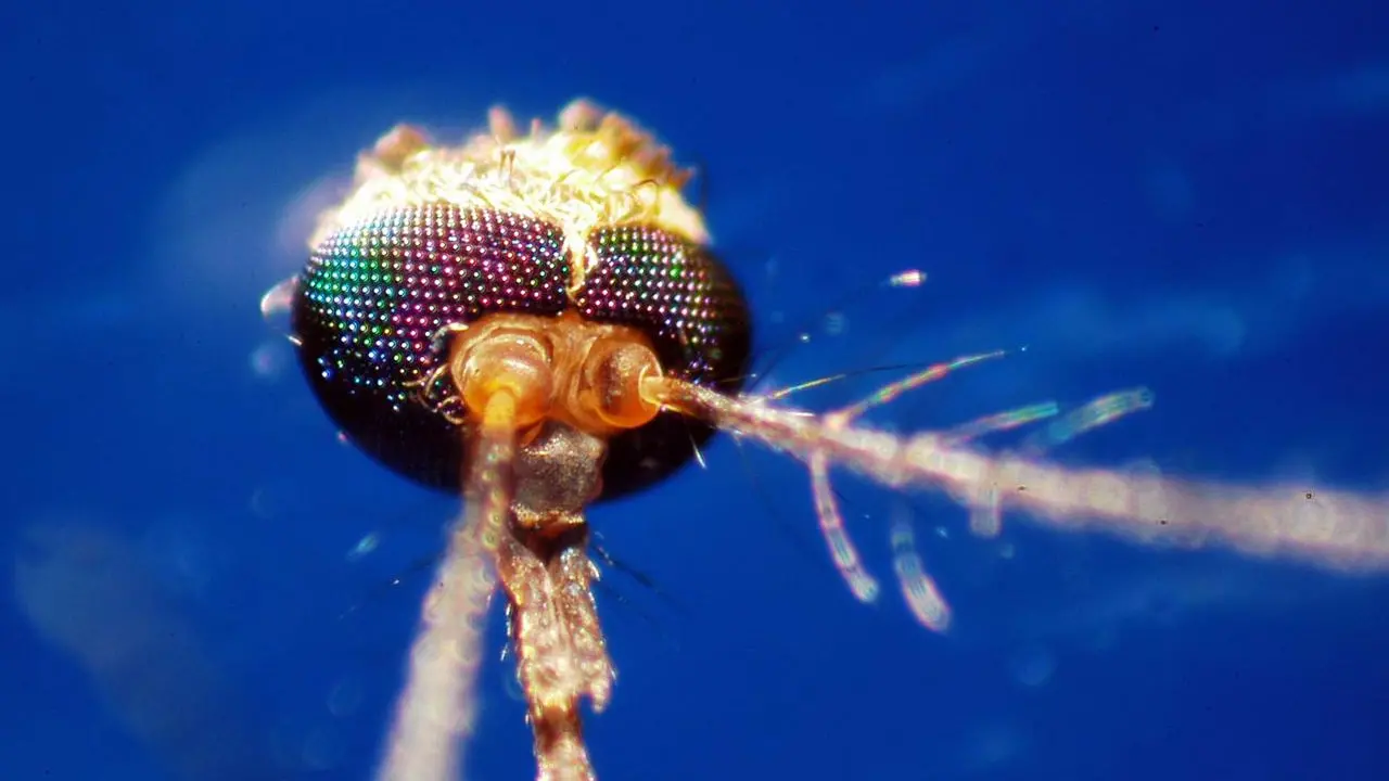 Febbre del Nilo a Oristano: salgono a quindici i casi nel 2025