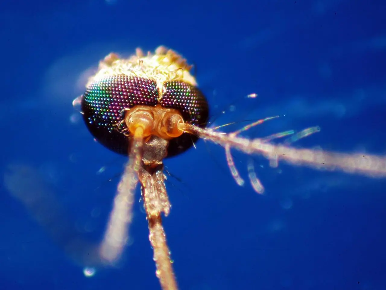 Febbre del Nilo a Oristano: salgono a quindici i casi nel 2025