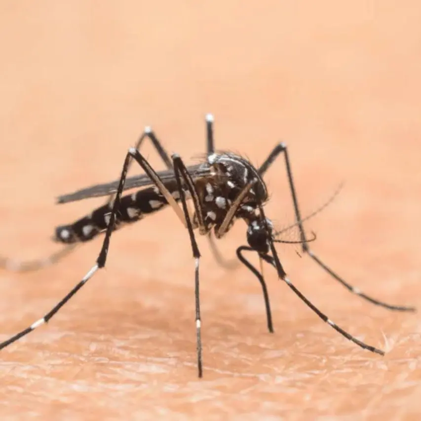 West Nile, nuovo caso nell'Oristanese: un ricovero a Santa Giusta