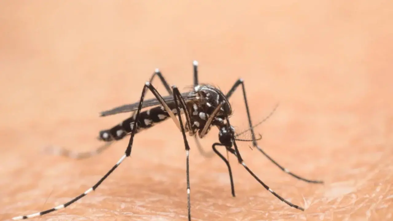 West Nile, nuovo caso nell'Oristanese: un ricovero a Santa Giusta