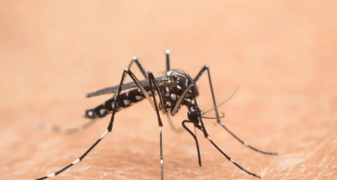 West Nile, nuovo caso nell'Oristanese: un ricovero a Santa Giusta