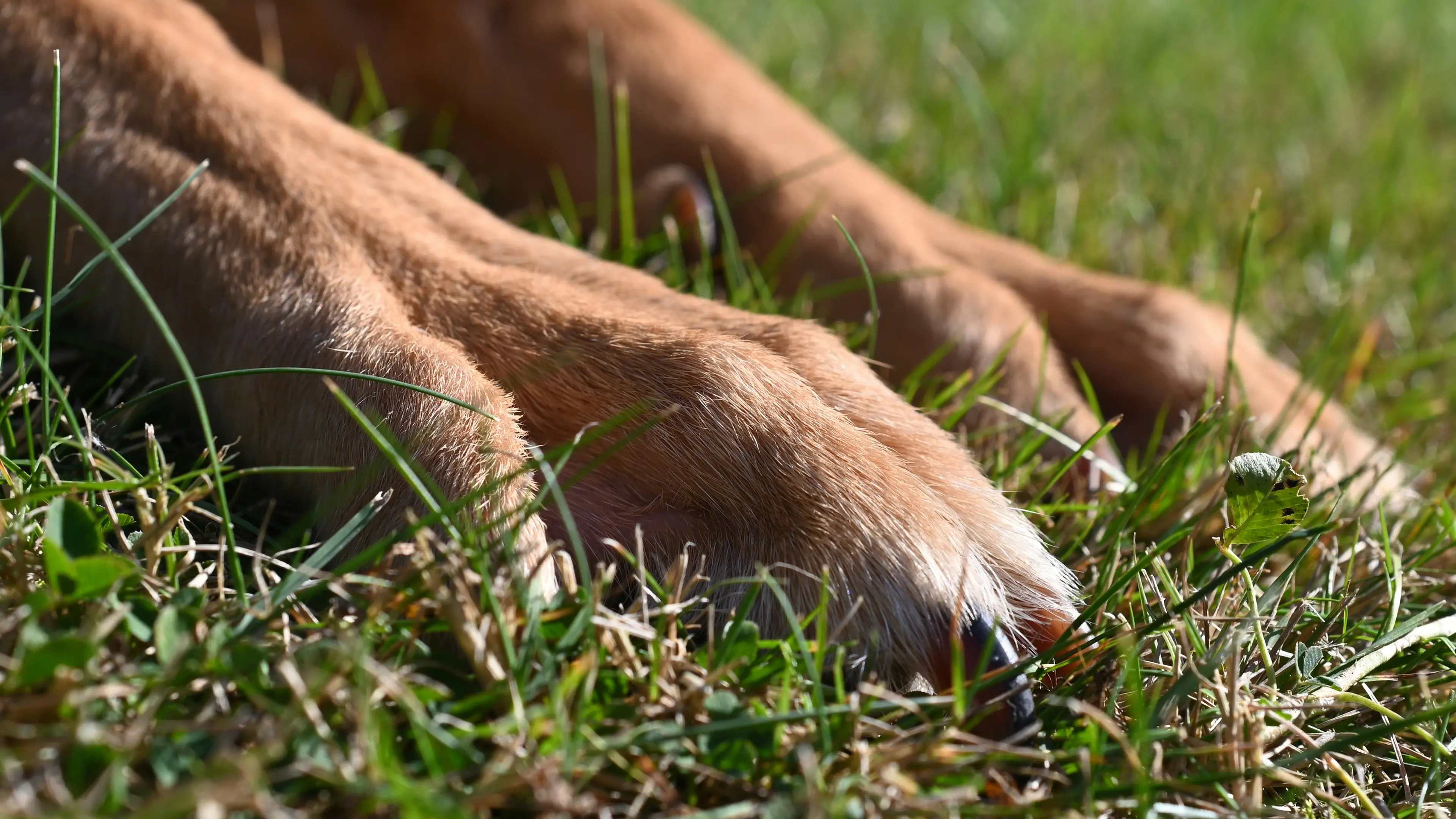 Tre cani rinchiusi in un casolare: denunciato un 31enne a Gonnesa