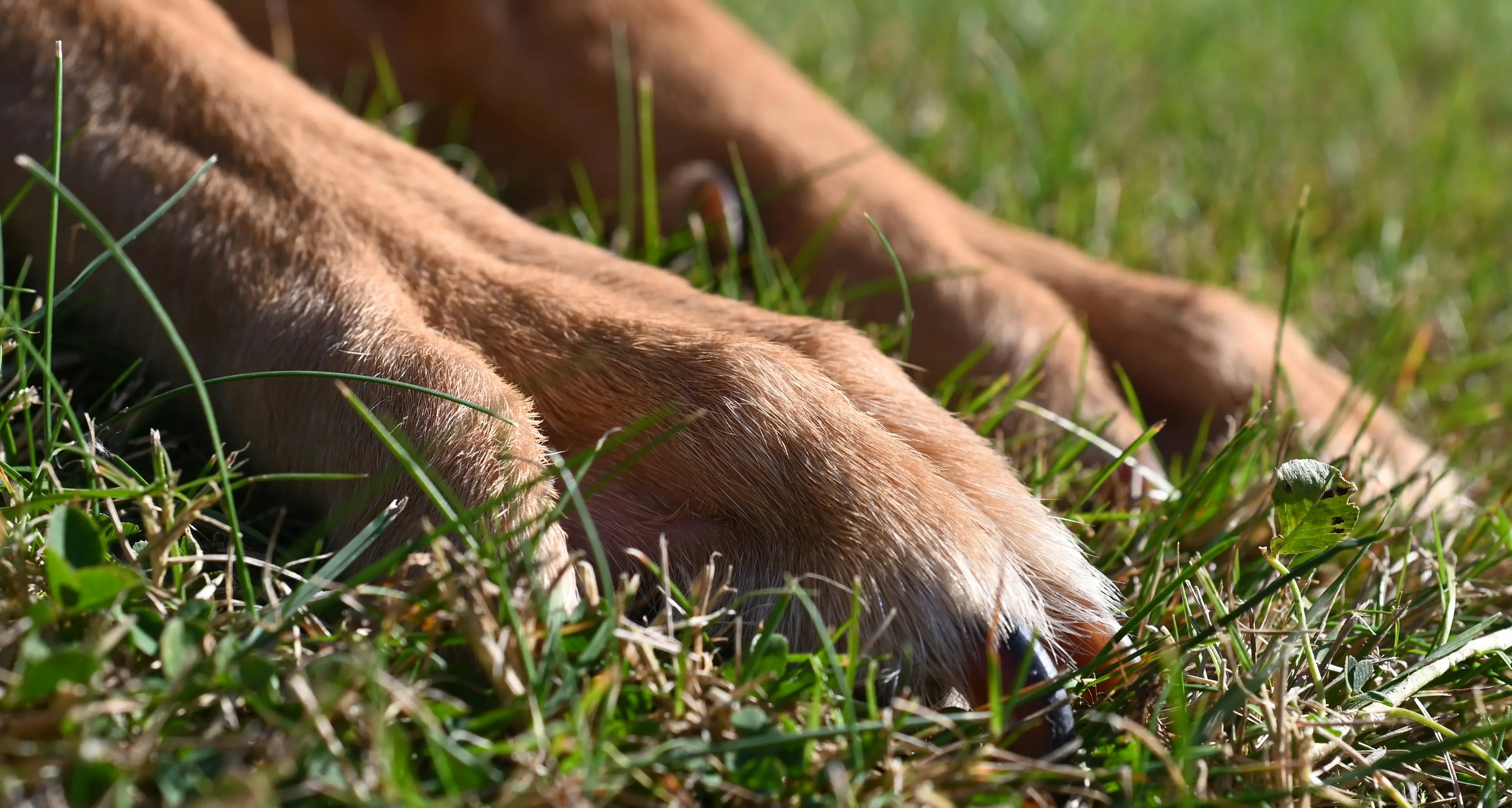 Due giorni abbandonato al sole, cane muore di stenti: choc a Giugliano