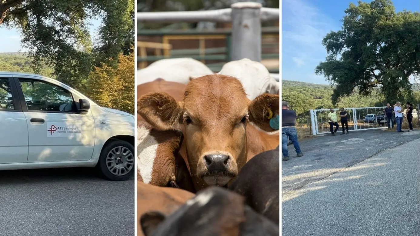 Dermatite bovina. Oniferi: \"Mi hanno fatto vaccinare i capi, ora vogliono abbatterli tutti. Perché?\"