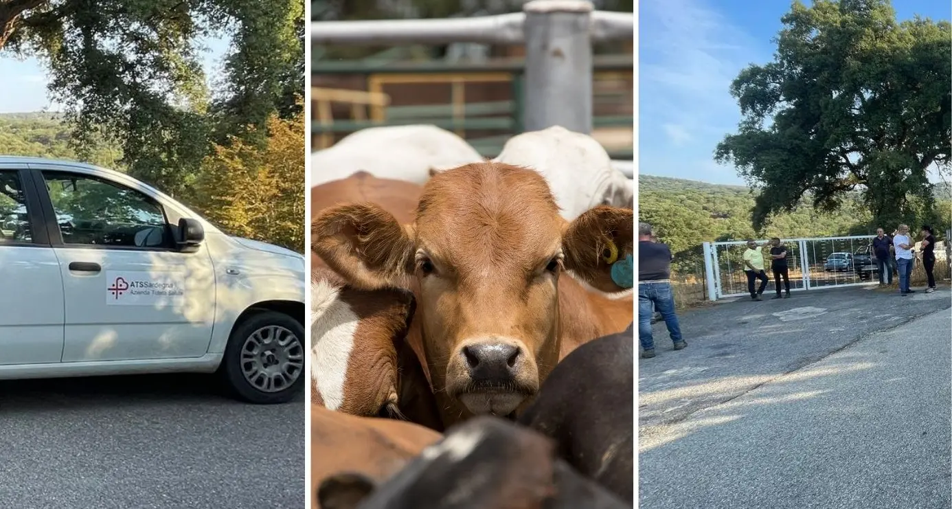 Dermatite bovina. Oniferi: \"Mi hanno fatto vaccinare i capi, ora vogliono abbatterli tutti. Perché?\"