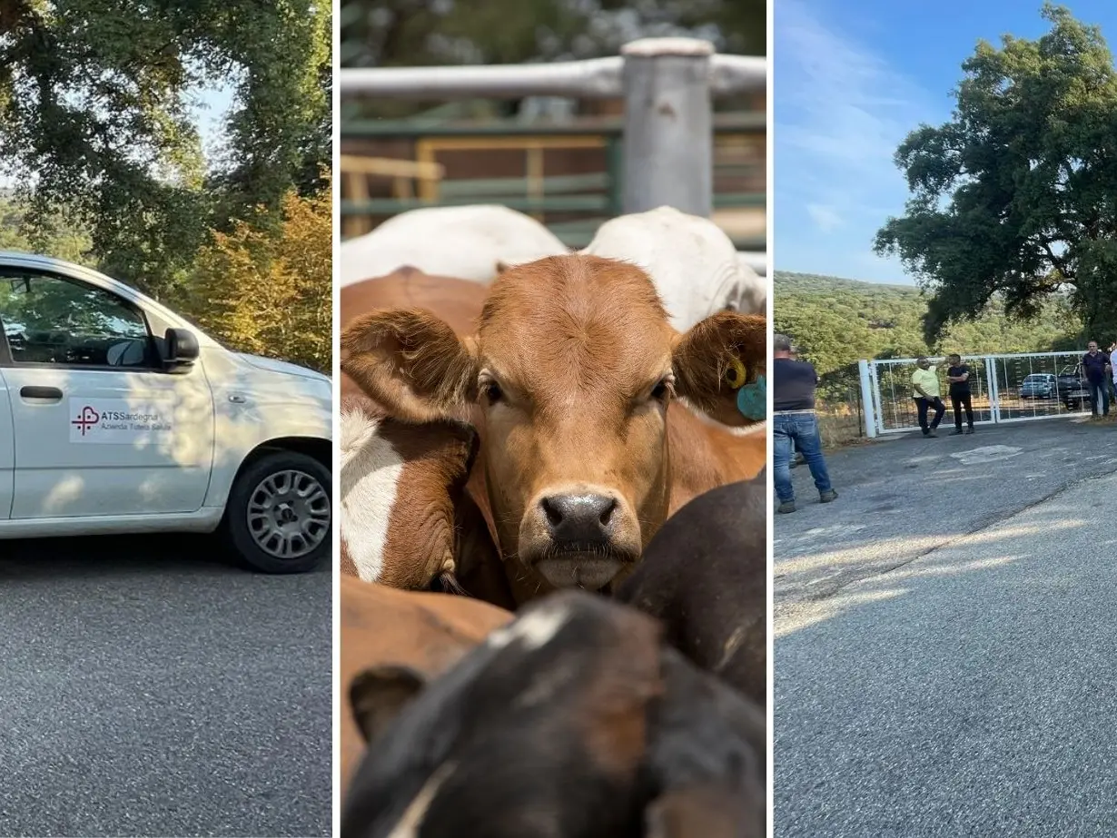 Dermatite bovina. Oniferi: \"Mi hanno fatto vaccinare i capi, ora vogliono abbatterli tutti. Perché?\"