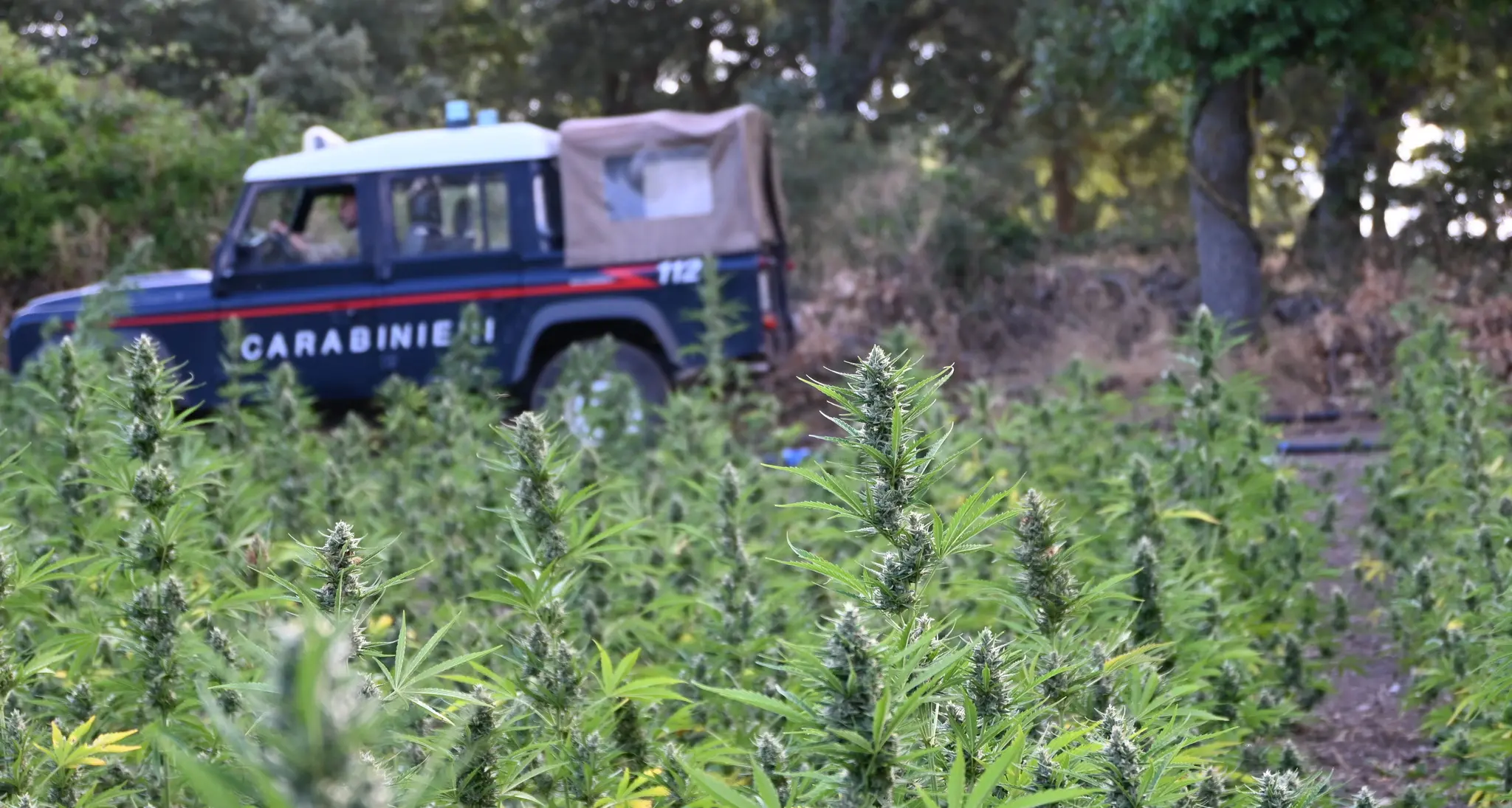 Sorpresi a coltivare cannabis, uno tenta la fuga e ferisce un carabiniere: 3 arresti a Loculi