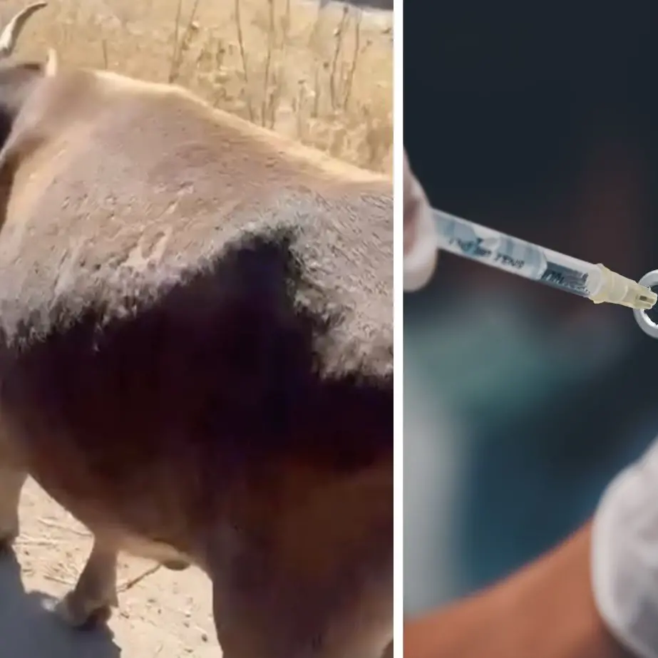 Dermatite nodulare bovina, la Gallura chiede la fine delle restrizioni