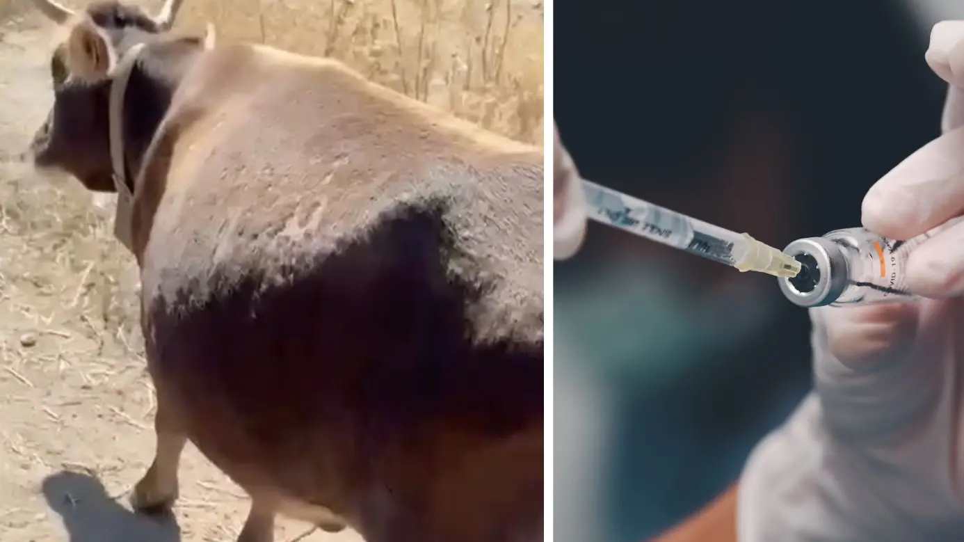 Dermatite nodulare bovina, la Gallura chiede la fine delle restrizioni