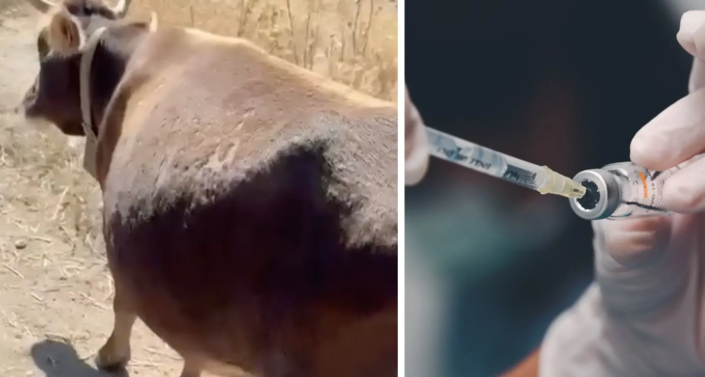Dermatite Bovina, gli Ordini dei Veterinari di Cagliari, Oristano e Nuoro: \"Inaccettabili gli attacchi personali\"