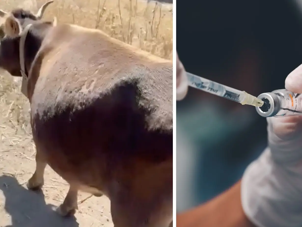 Sardegna, 13 milioni di euro per gli allevatori colpiti dalla dermatite nodulare