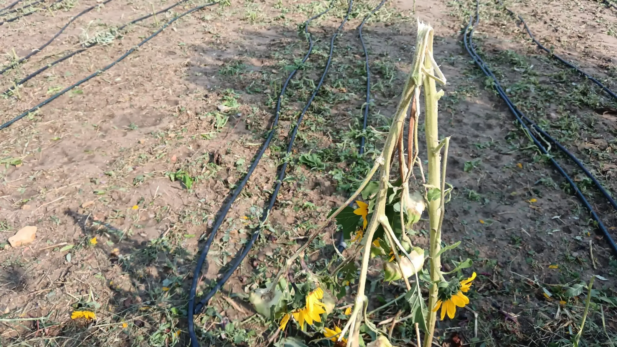 Il Giardino di Lu devastato dalla grandine: \"Non è rimasto un fiore\", l'appello per la rinascita