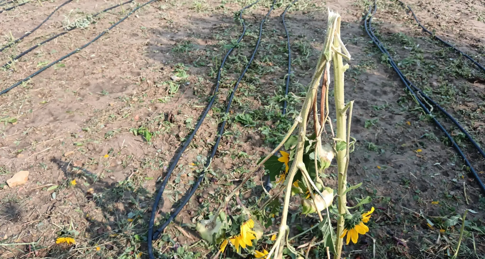 Il Giardino di Lu devastato dalla grandine: \"Non è rimasto un fiore\", l'appello per la rinascita