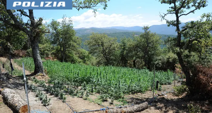 Scoperta una maxi piantagione di marijuana a Lodine: sequestrate 1600 piante