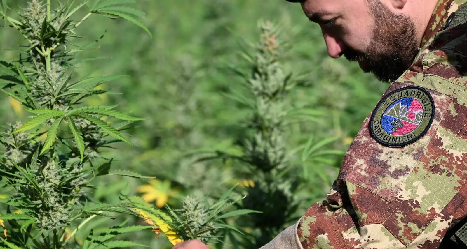 Sorpresi a coltivare una vasta piantagione di marijuana a Loculi: arrestati dai carabinieri