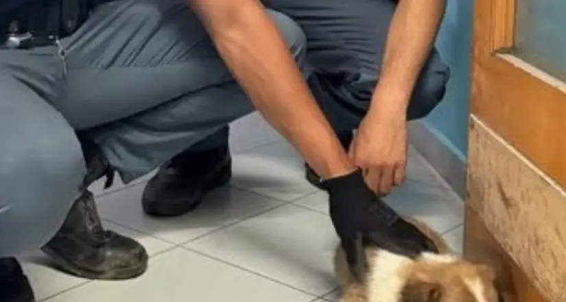 Cagnolino smarrito salvato dalla Polizia di Stato