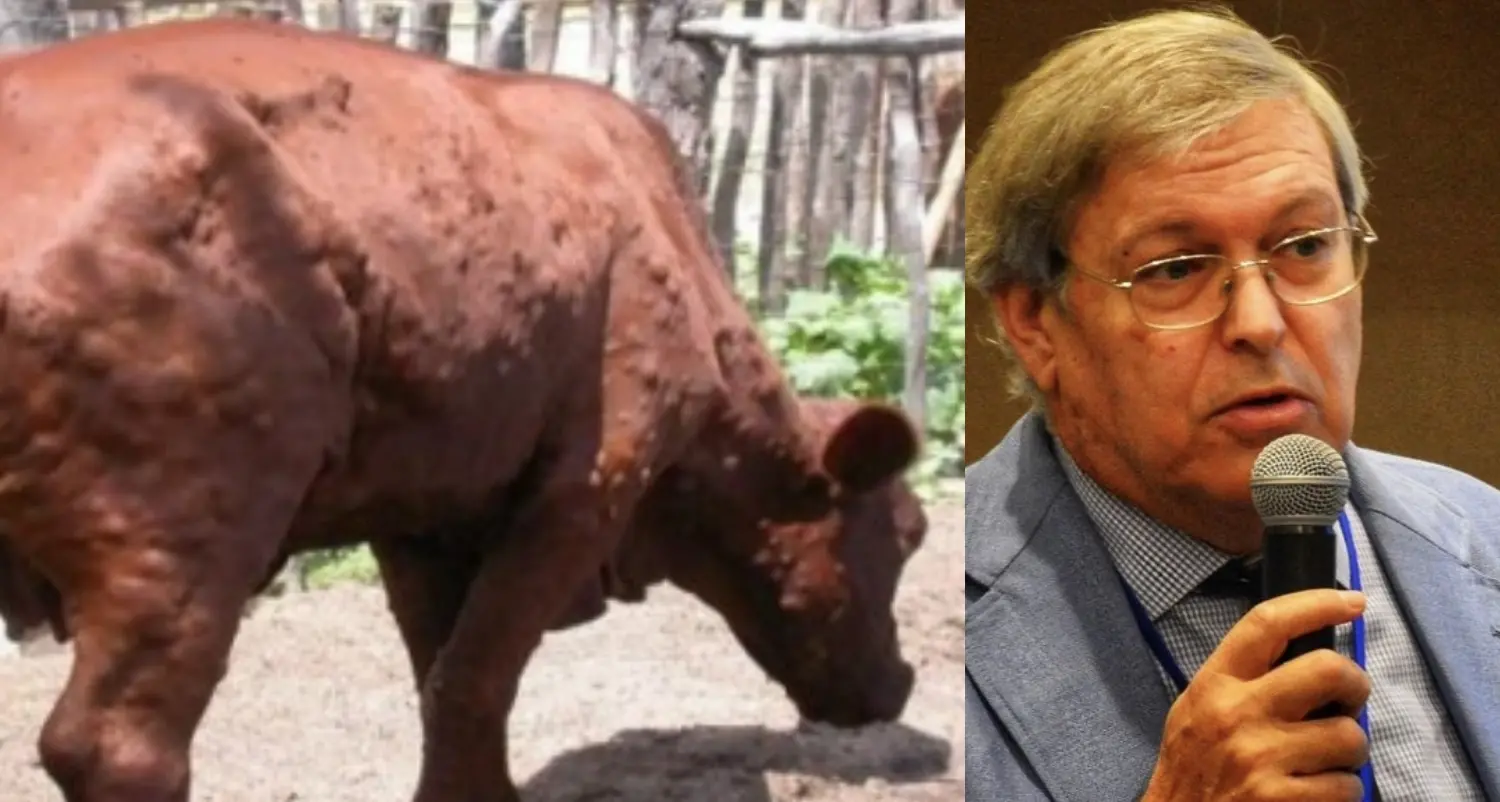 Dermatite bovina in Sardegna. Laddomada: \"Serve collaborazione per uscirne quanto prima\"