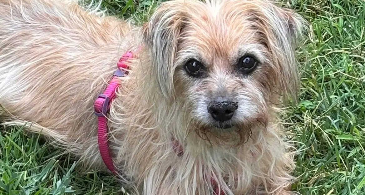 Oggi è la Giornata Mondiale del Cane: come i nostri amici a 4 zampe migliorano la vita