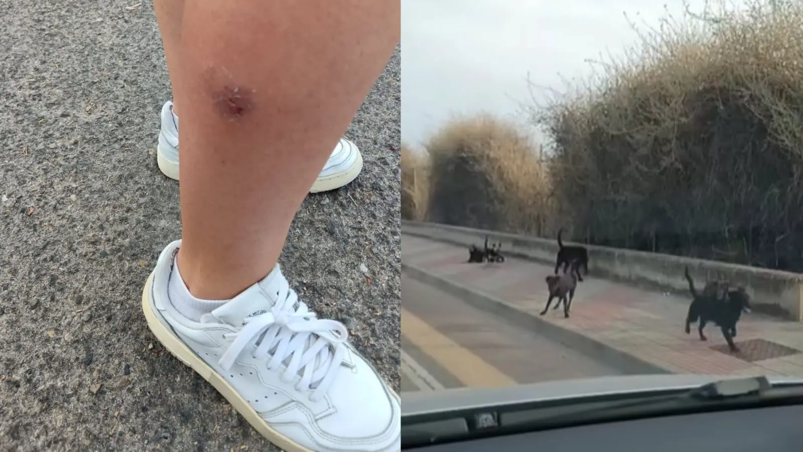 Consigliera aggredita da 9 cani randagi a Cagliari: “Serve un intervento immediato”