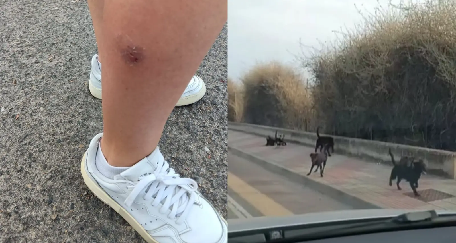 Cani randagi a Cagliari: catturati 3 esemplari dopo l'aggressione a una consigliera