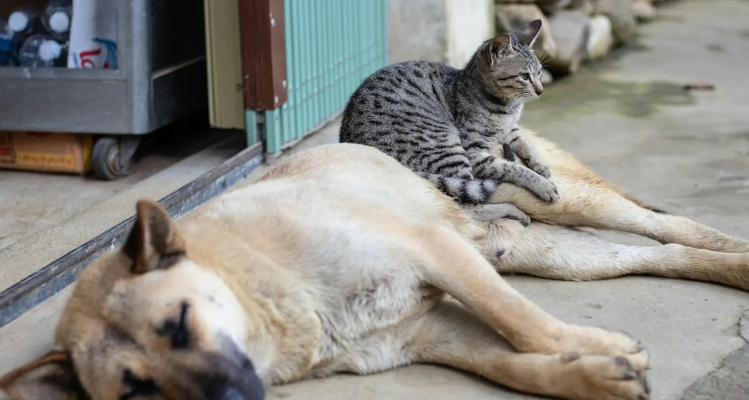 Allarme bocconi avvelenati a Cagliari: la denuncia dell'Associazione EARTH ODV