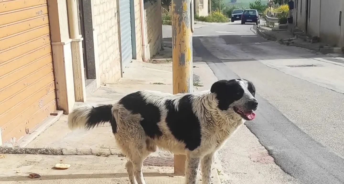 Sgozza un cane davanti ai passanti per mangiarlo: orrore a Naro