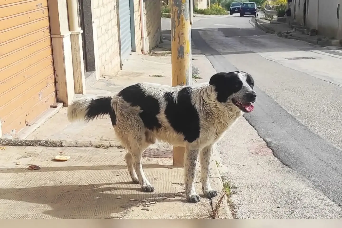 <p>Merlino, foto Facebook Mondo Animali-IL Gruppo</p>\\n