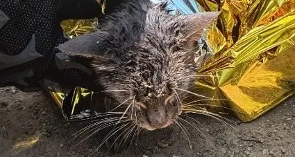 Gattino in acqua salvato a San Sperate: l'azione congiunta di Vigili del Fuoco e Carabinieri