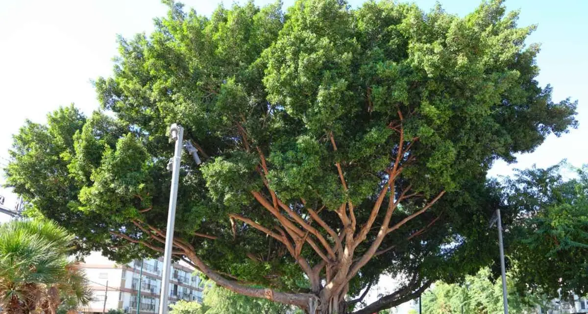 Rimosso il Ficus caduto a Cagliari: 30mila alberi sotto monitoraggio
