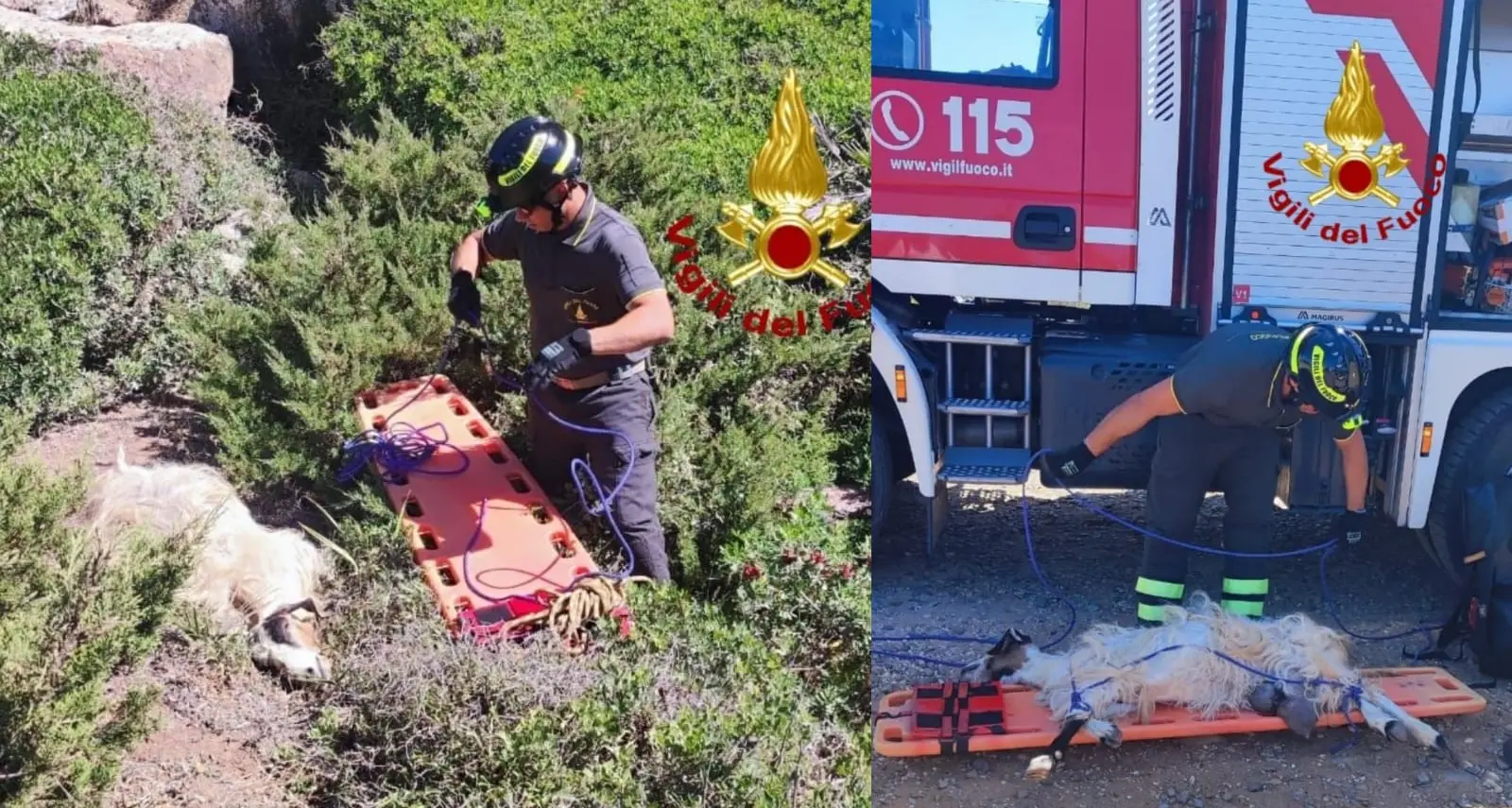 A Cabras i vigili del fuoco intervengono per salvare una capra in difficoltà
