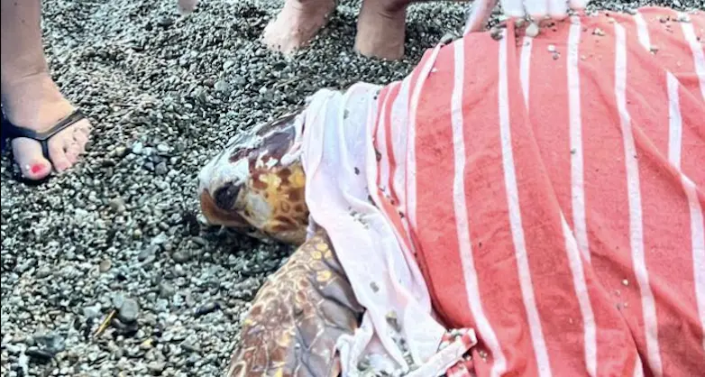 Tartaruga Caretta caretta in difficoltà salvata a Monterosso grazie a enti e cittadini