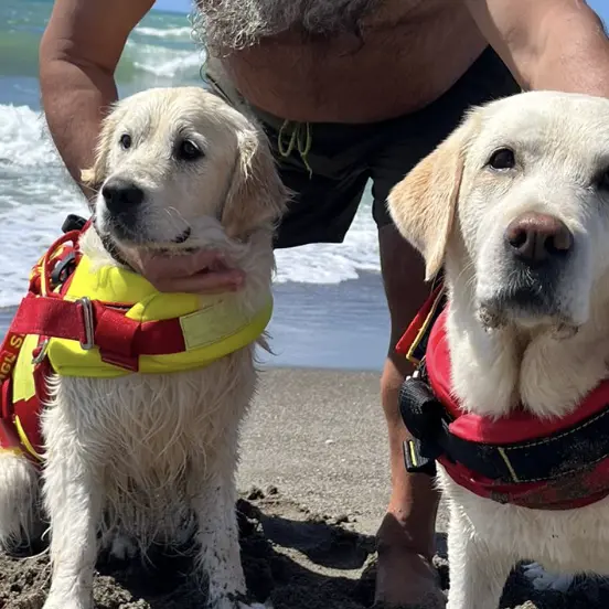 Cani eroi a Pescia Romana: Maia e Panna salvano un uomo dal mare
