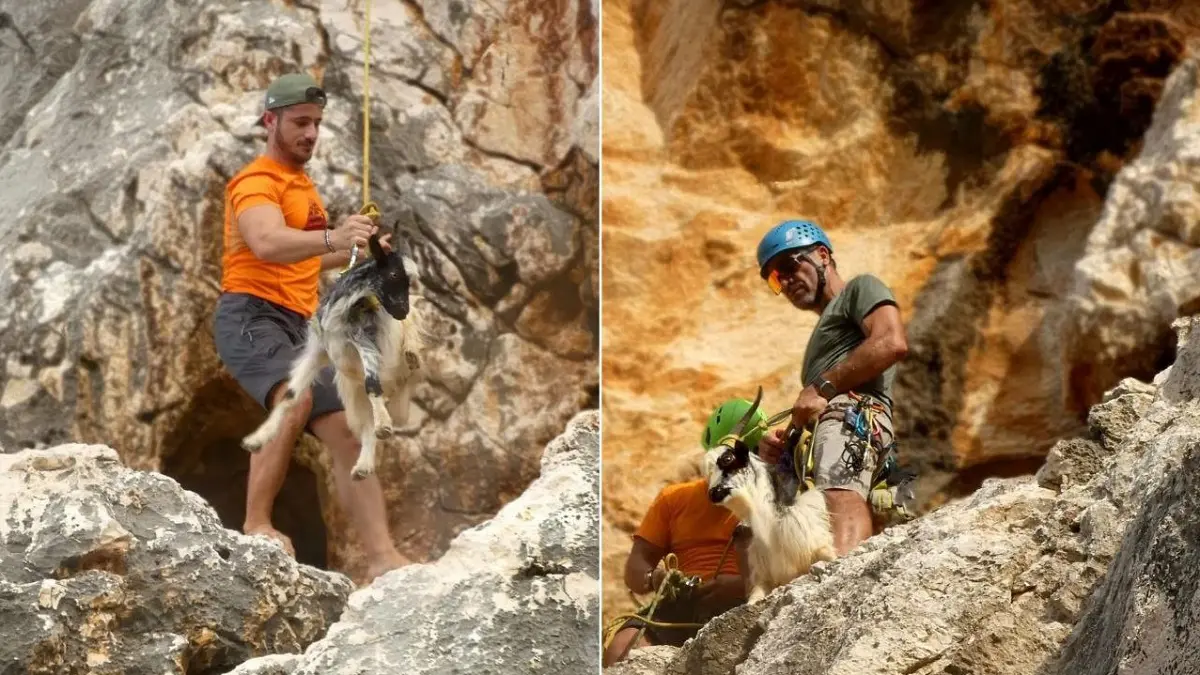 Volontari salvano due capre a Baunei e le riportano nel loro habitat