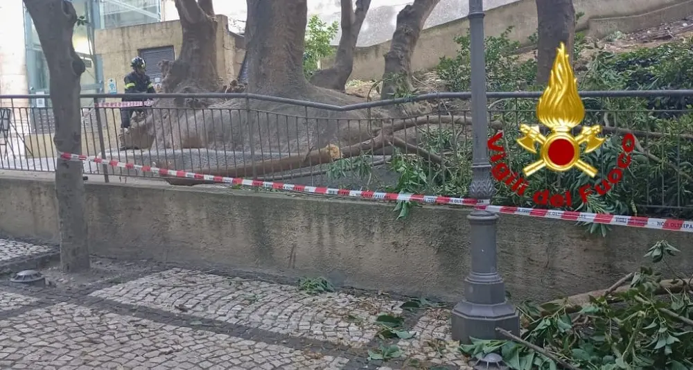 Ramo cade nei giardini di viale Regina Elena a Cagliari: nessun ferito