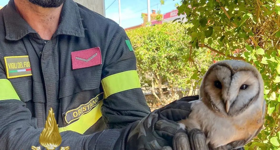 Barbagianni intrappolato in una canna fumaria a Baressa: salvato dai vigili del fuoco